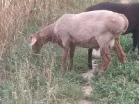 Ovan, Arashan sheep — fotografija 7