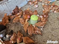 Chickens — 사진 3