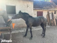 Faras, Horses — sawirka 2