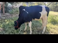 ላም, Holstein breed — ፎቶ 3