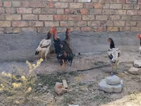 Ayam Cemani — picha 6