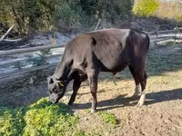 Lembu jantan, Aberdeen-Angus — foto 1