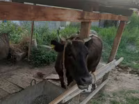 İnek, Sığır — foto 1