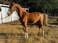 Yegua, Dutch warmblood horse — foto 2