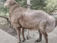 Πρόβατα (παρτίδα, φύλο μη καθορισμένο), Arashan sheep — φωτογραφία 6