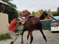 ม้าตัวผู้, Karabair horse — รูปภาพ 7