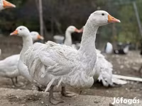Geese — foto 3