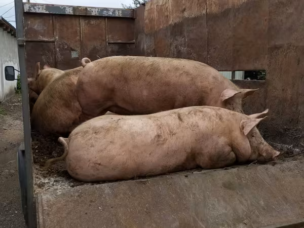 Boar, Pigs — Moldova