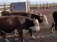 Banteng, Hereford — foto 3