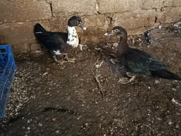 مسکوی خانگی