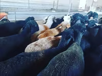 قوچ, گوسفند — عکس 4