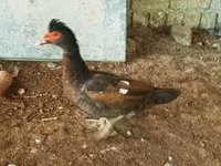 Ducks — φωτογραφία 4