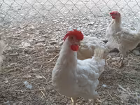 Chickens — foto 4