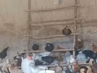 Chickens — foto 3