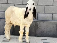 Ovan, Hissar sheep — fotografija 2