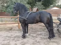 گھوڑا, Friesian — تصویر 2