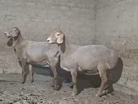 قوچ, گوسفند — عکس 2