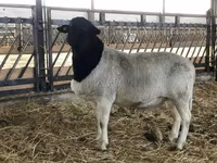 گوسفند (گروه، جنسیت مشخص نشده), Dorper sheep — عکس 2