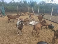 숫염소, Nubian Goat — 사진 8