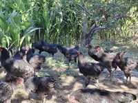 Chickens — foto 2