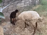 میش, گوسفند — عکس 1