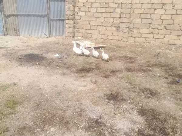 Ducks — Azerbaijan