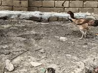 Chickens — zdjęcie 5