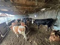 Toro, Ganado vacuno — foto 4