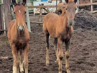 Klisna, Thoroughbred horse — foto 6