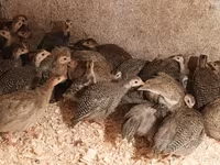Guinea fowl — fotografija 4