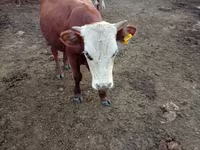 Toro, Simmental cattle — foto 4