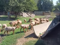 Ovca, Rhon sheep — fotografija 1