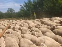 Får, Merino sheep — foto 1