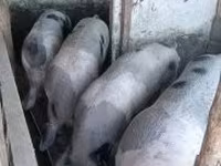 Domuzlar (parti, cinsiyet belirtilmedi), Domuzlar — foto 2