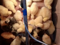 Geese — foto 2