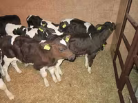 ወንድ በሬ, Russian Black pied cattle — ፎቶ 8