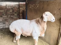 قوچ, Arashan sheep — عکس 1