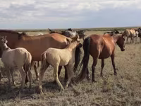 حصان, Mugalzhar horse — الصورة 3