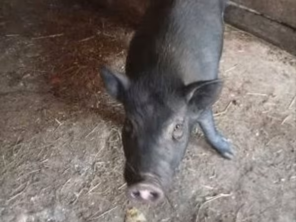 Kanec, Prasata