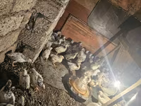 Chickens — foto 2