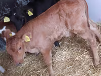 گاو نر, Simmental cattle — عکس 2