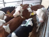 Bik, Simmental cattle — fotografija 2