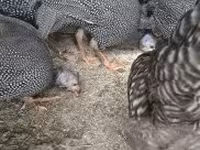 Guinea fowl — foto 2