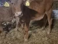 ላም, Limousin cow — ፎቶ 1