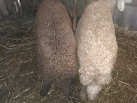 የጎትት አውራ በግ, Sheep — ፎቶ 1