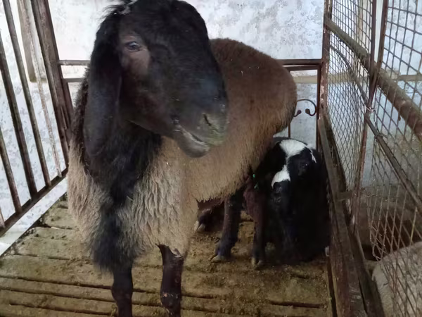 Ovan, Blackheaded Persian sheep