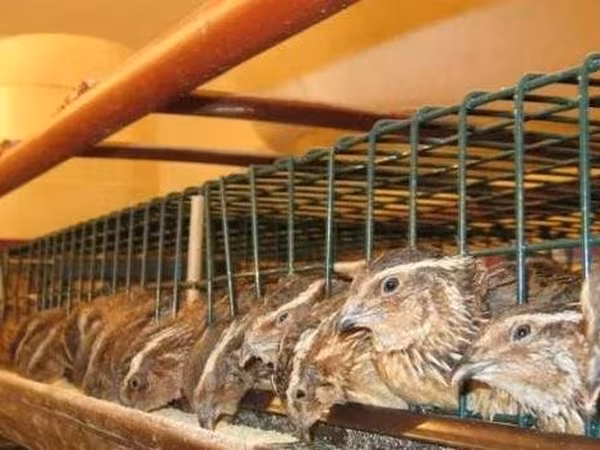Quails — 摩尔多瓦