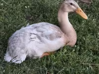 Ducks — عکس 2