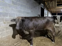 Ko, Brahman — foto 4