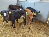 گاو ماده, Simmental cattle — عکس 1